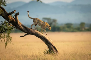 Cheetah geht in der Savanne einen verdrehten Baum hinunter © Nick Dale