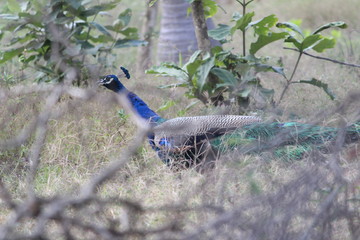 peacocks walking in the outdoor/park