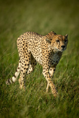 Cheetah walks through tall grass in sunshine