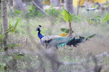 peacocks walking in the outdoor/park