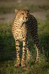 Cheetah with catchlight stands on grassy plain