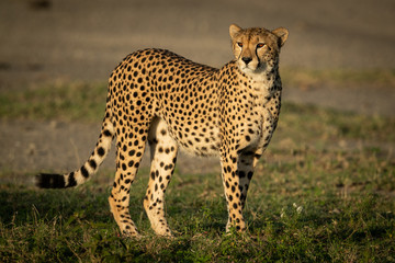 Cheetah with catchlight stands in grassy plain