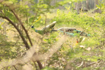 peacocks walking in the outdoor/park