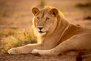 Close-up of backlit male lion lying down
