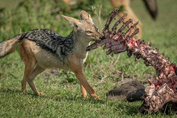 Close-up of black-backed jackal eating wildebeest carcase