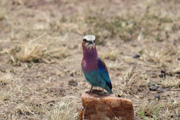 Lilac-breasted roller on a rock in the african savannah.