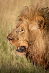 Naklejka na ściany i meble Close-up of bloody face of male lion