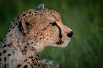 Close-up of cheetah at sunset facing right