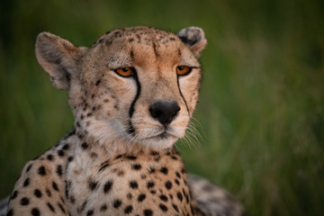 Close-up of cheetah at sunset with catchlight