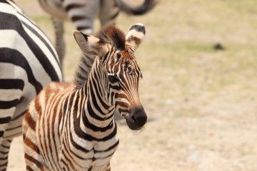 Zebra foal closeup.
