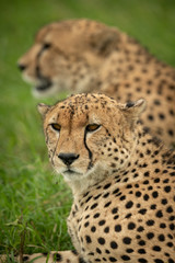 Close-up of cheetah brothers lying in grass