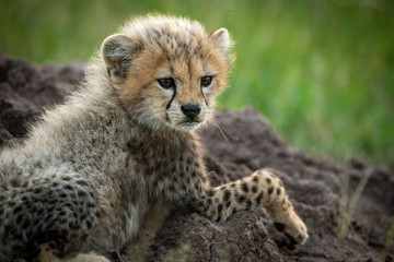 Obraz na płótnie Canvas Close-up of cheetah cub lying on mound