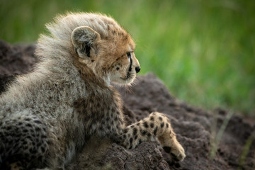 Close-up of cheetah cub on termite mound