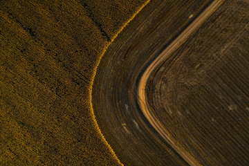 Aerial: curvy fields of maize
