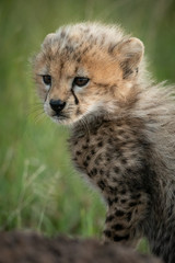 Obraz na płótnie Canvas Close-up of cheetah cub sitting in grass