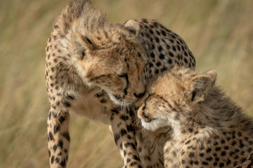 Close-up of cheetah cubs nuzzling each other