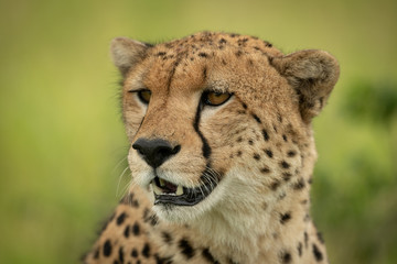 Close-up of cheetah face against green background