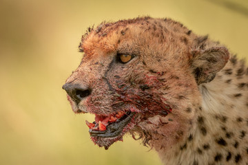 Close-up of cheetah face covered with blood © Nick Dale
