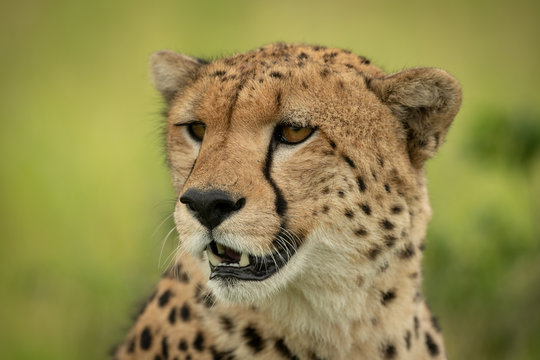 Close-up of cheetah face against green background © Nick Dale