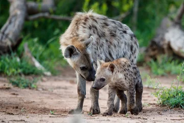Washable wall murals Hyena Hyena pup playing at the den with sunrise in Sabi Sands Game Reserve in South Africa