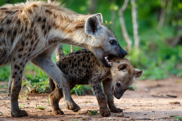 Hyena pup playing at the den with sunrise in Sabi Sands Game Reserve in South Africa - obrazy, fototapety, plakaty