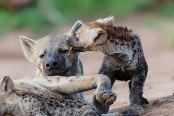 Hyena mothers with pup at the den with sunrise in Sabi Sands Game Reserve in South Africa