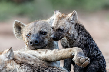 Hyena mothers with pup at the den with sunrise in Sabi Sands Game Reserve in South Africa