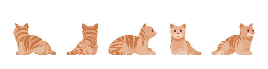 Ginger Tabby Cat lying and resting. Active healthy kitten with orange, red, and yellow-colored fur, cute funny pet. Vector flat style cartoon illustration isolated on white background, different views