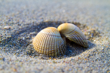 snail shell on the beach