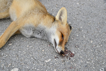 dead fox on the highway