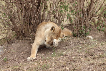 Lioness resting, Masai Mara National Park, Kenya.