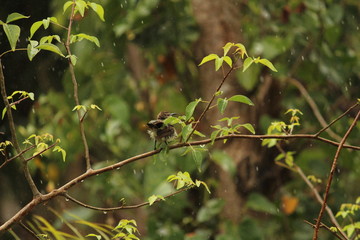 myna Bird sitting / flying in the raining day