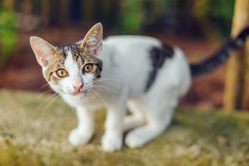 Street white cat staring into the camera