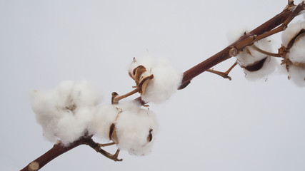 Cotton flower on white background.
