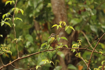 myna Bird sitting / flying in the raining day