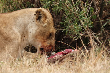 Lioness feeding on a carcass, Masai Mara National Park, Kenya.