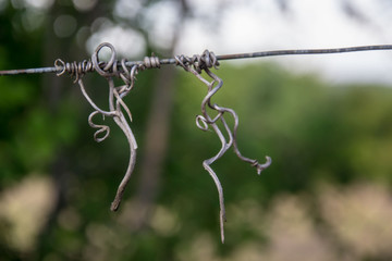 Close-up of dry vine tendril on metal wire with green leaves on the blurred background, selective focus, autumn scene