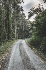 Fototapeta na wymiar The road through the eucalyptus forest. Cedeira, Galicia. Spain.