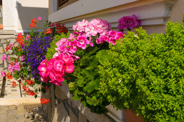 beautiful geranium flower arangement - uncut flowers planted in pots