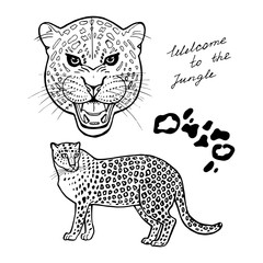 Hand sketch leopard. Vector illustration on a white background.