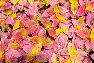Naklejka na ściany i meble colorful autumn leaves background