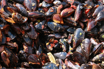cooked  mussels isolated 