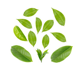 Green tea leaf collection isolated on white background