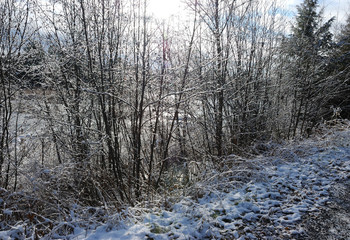 Ice on branches in winter