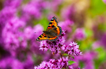 Small Tortoiseshell butterfly, Aglais urticae, on pink wild marjoram flowers, oregano, Origanum vulgare. Orange and blue butterfly in summer garden in Ireland
