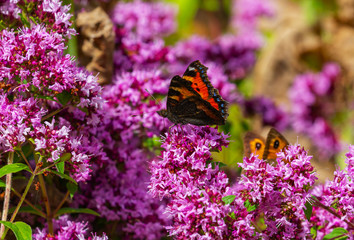 Small Tortoiseshell butterfly, Aglais urticae, proboscis extended in wild marjoram flowers,  Origanum vulgare. Part wings Gatekeeper, Hedge Brown butterfly, Pyronia tithonus. Ireland