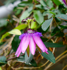 Flowers blooming at the botanic garden