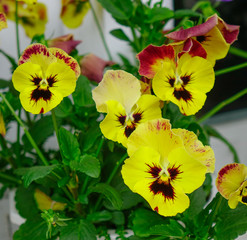 Flowers blooming at the botanic garden