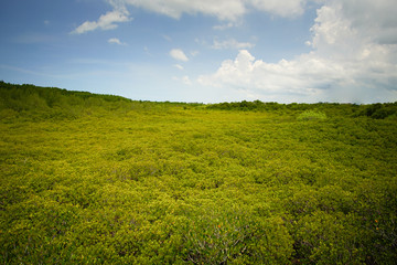 Fototapeta premium Tropical mangrove forest at coast.