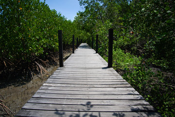 Tropical mangrove forest at coast.